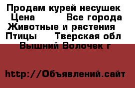 Продам курей несушек › Цена ­ 350 - Все города Животные и растения » Птицы   . Тверская обл.,Вышний Волочек г.